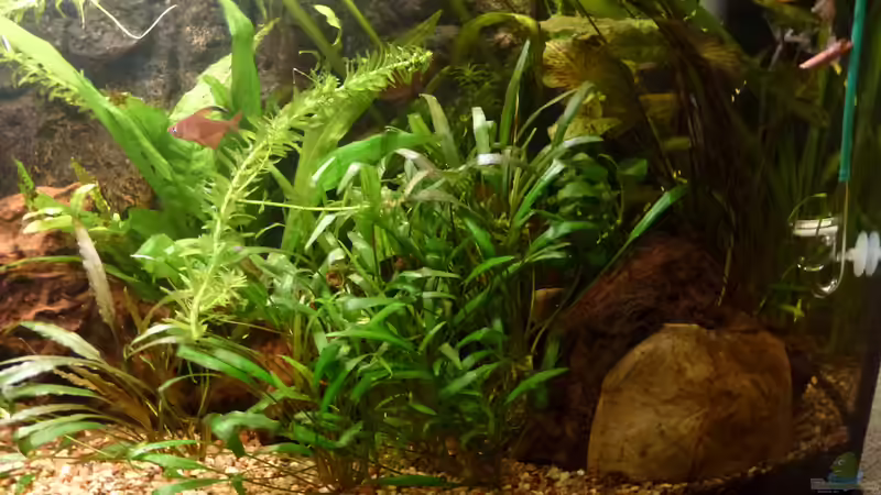 Schwertpflanze von Mad Max (7)