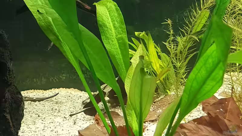 Schwertpflanze von Mel (9)