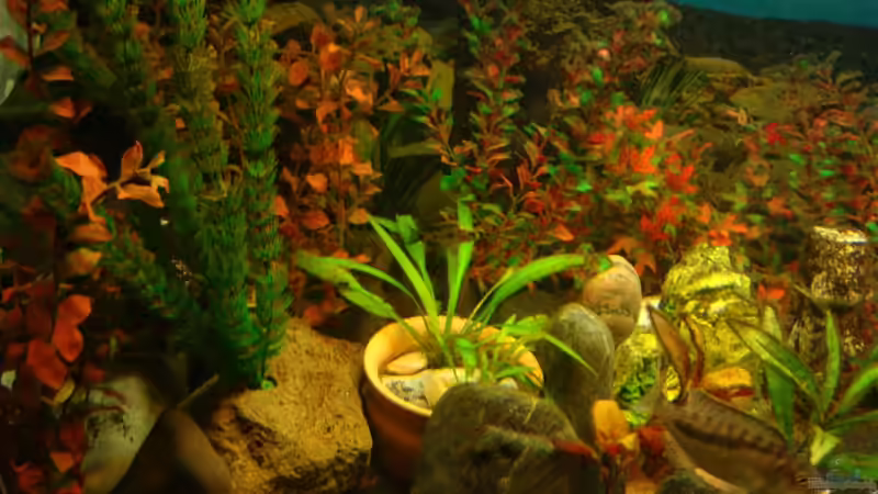 Schwertpflanze was übrig ist von Fabian S. (6)