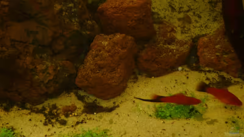 Schwertträger bei der Futtersuche von Stefan E. (25)