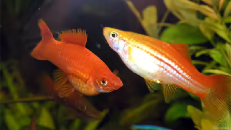 Schwertträger-Harem von Fossybear (47)