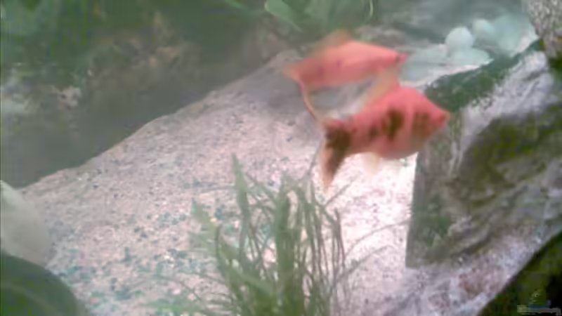 Schwertträger Männchen und Weibchen von Sammy1981 (9)