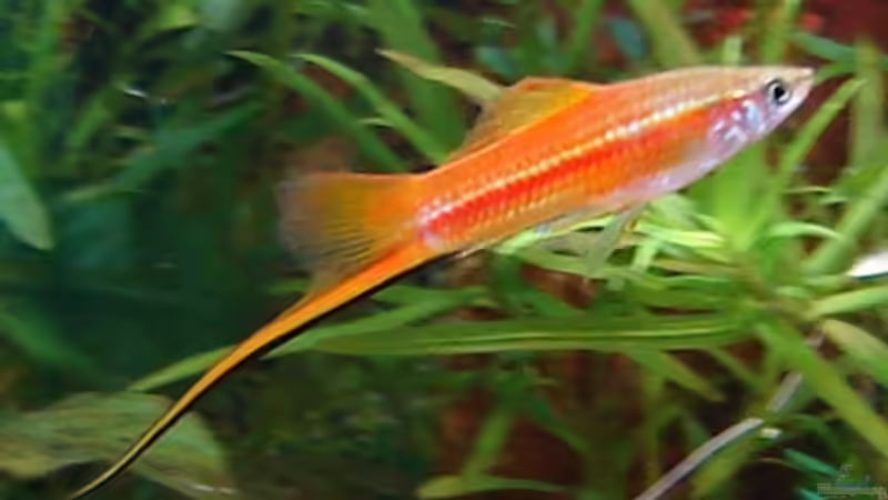 Schwertträger Männchen von Monika und Roman J. (19)