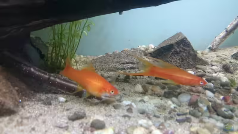 Schwertträger M&W von Aquaristik-Padawan (41)