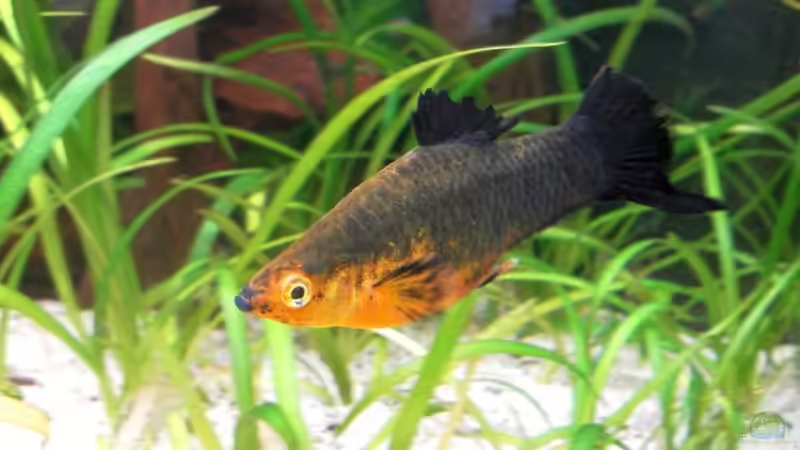 Schwertträger-Platy-Mix von mawi (34)