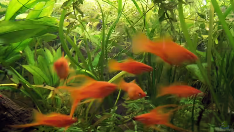 Schwertträger Schwarm von Solaris (8)