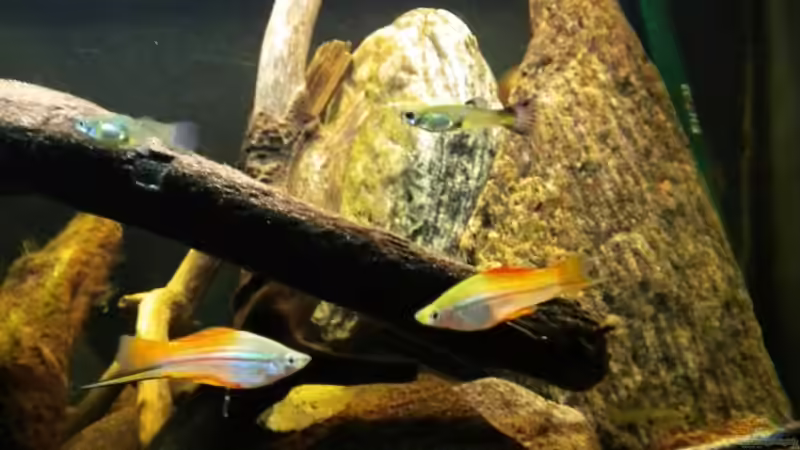 Schwertträger und Guppy von Benjamin Hamann (41)