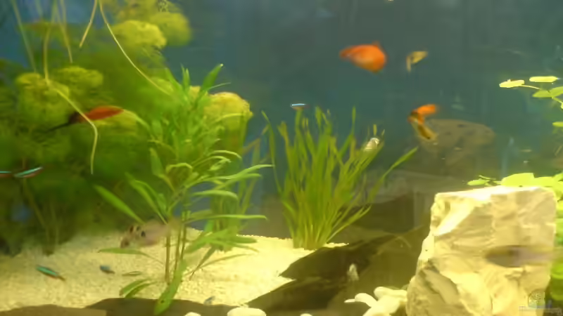 Schwertträger und Guppy von Jan Wilhelm (12)