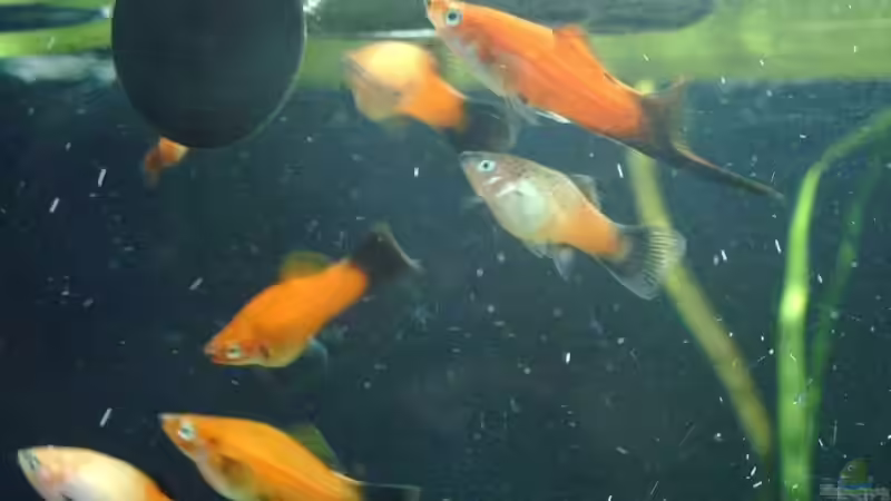 Schwertträger und Platy von Andreas Gross (12)