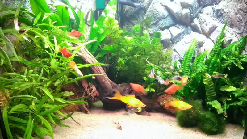 Schwertträger und Platys von Nordseefischer (2)