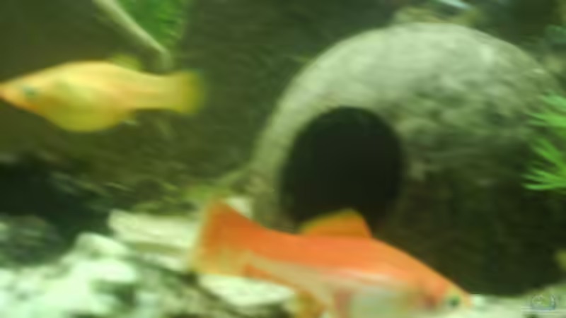 schwertträger von 160DaniL (9)