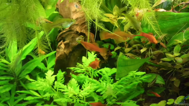 Schwertträger von Bazzi (58)