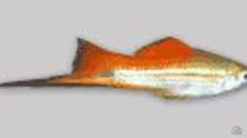 Schwertträger von Björn Krüger (17)