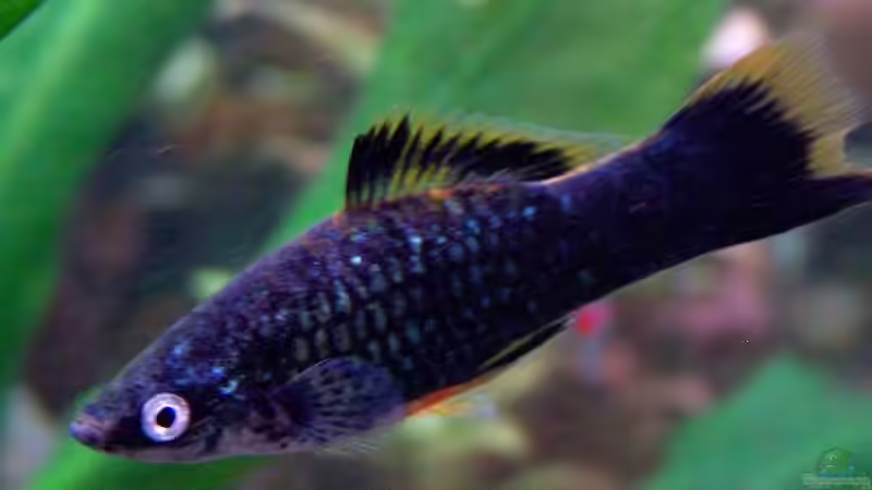 Schwertträger von Daniel Nimmervoll (10)