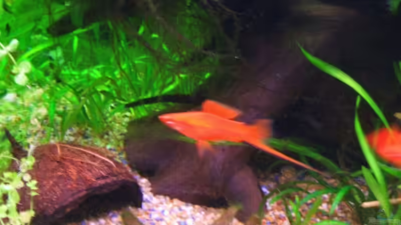 Schwertträger von Daniel Pawlik (12)