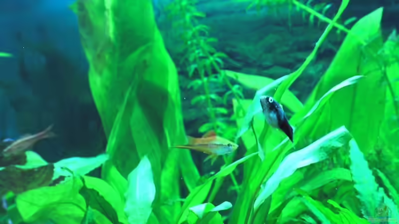 Schwertträger von H.G Wells (9)