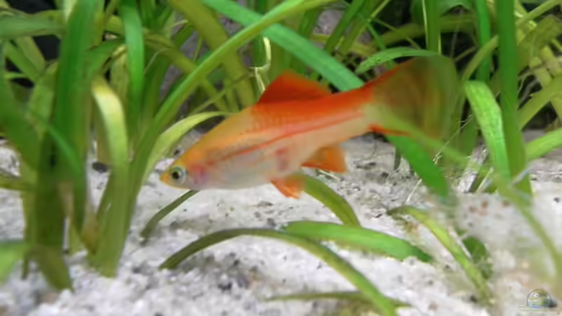 Schwertträger von mawi (36)