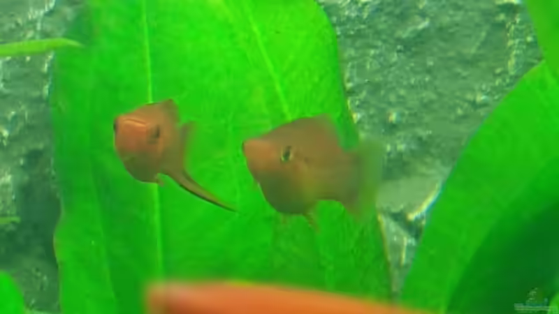 Schwertträger von Nixe1991 (10)