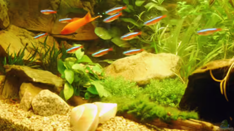 Schwertträger von rane (19)