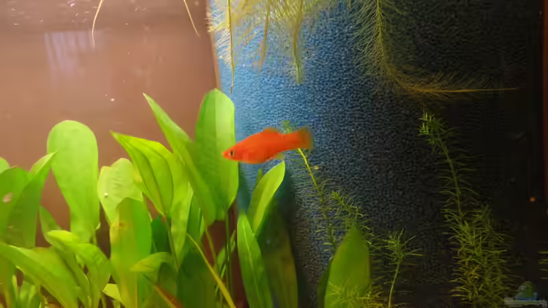 Schwertträger von raubsau (45)