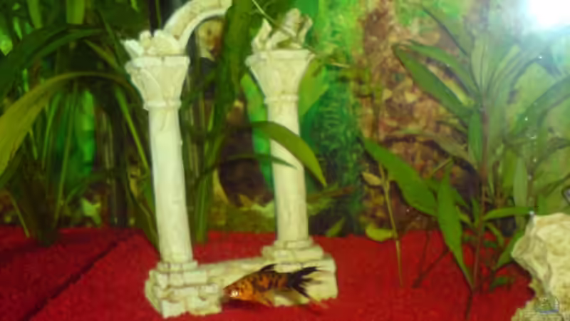 Schwertträger von Rudi09 (4)