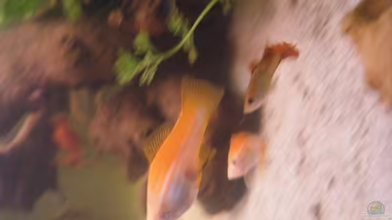 Schwertträger von Tommy&Hanny (12)