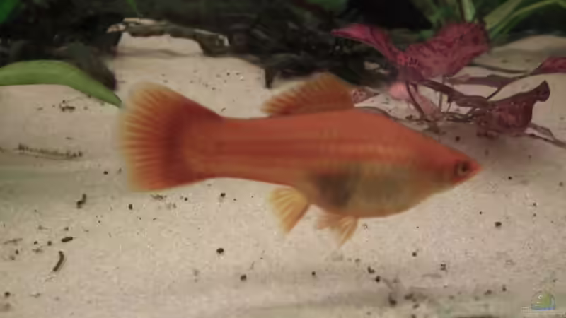 Schwertträger weiblich von Peter Tippmar (9)