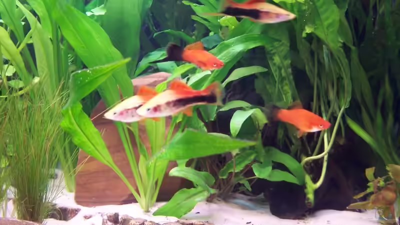 Schwertträger Zuchtformen von Dirk Meißner (18)