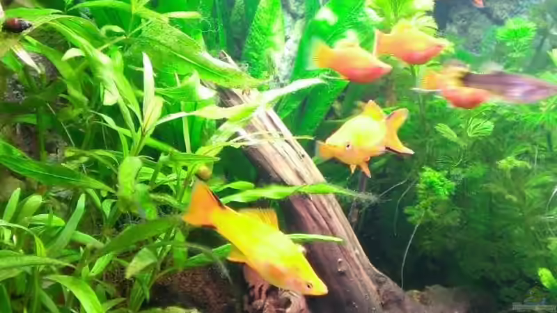 Schwertträgerweibchen von Nordseefischer (4)