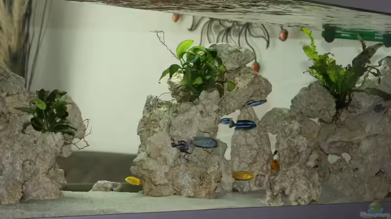 Schwichtis Mbuna Tank von schwichti (1)