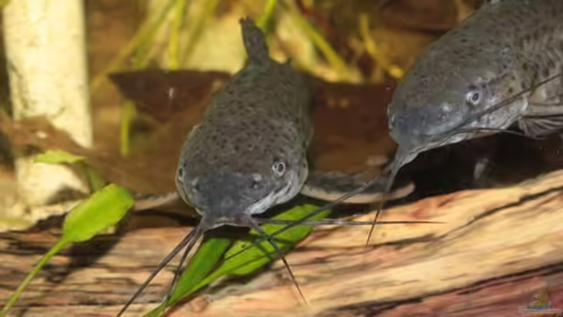 Schwielenwels - Hoplosternum thoracatum von Kurt Osterhoff (66)