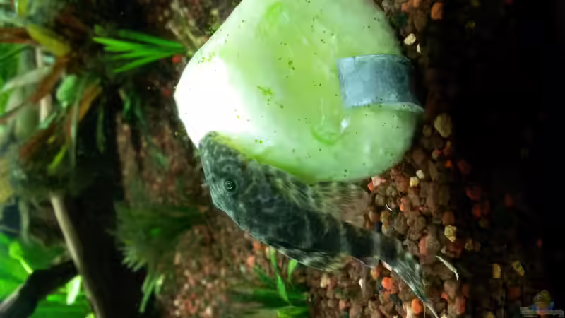 Schwielenwels bei Tisch von Bea (10)