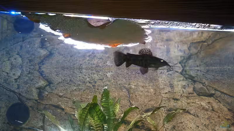 Schwielenwels und sein (??bungs-)Schaumnest von Oistel (34)