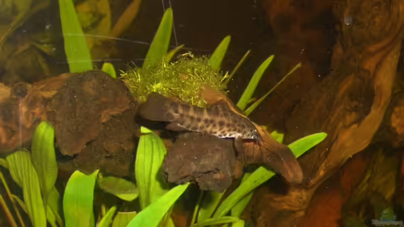 Schwielenwels von bobbyfee (13)