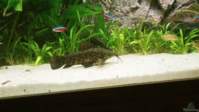 Schwielenwels von Frank Krüger (20)