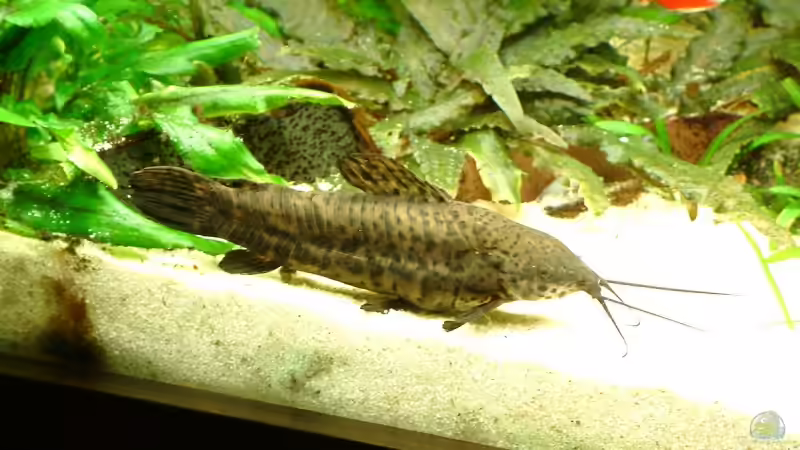 Schwielenwels von Frank Krüger (23)