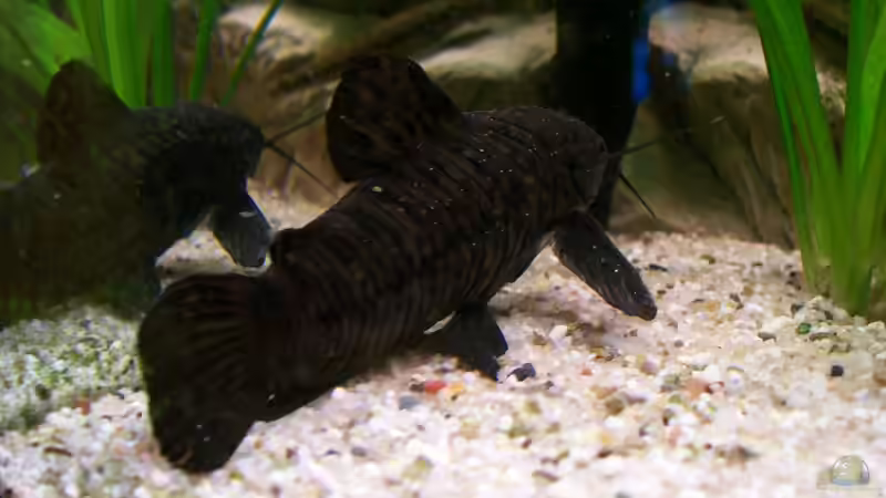 Schwielenwels von Marcus Egeling (12)