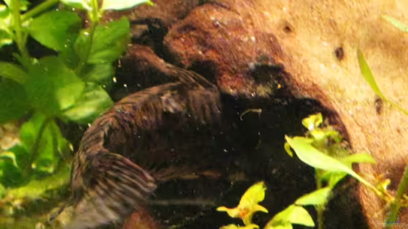 Schwielenwels von Me)-(@niC ©® (41)