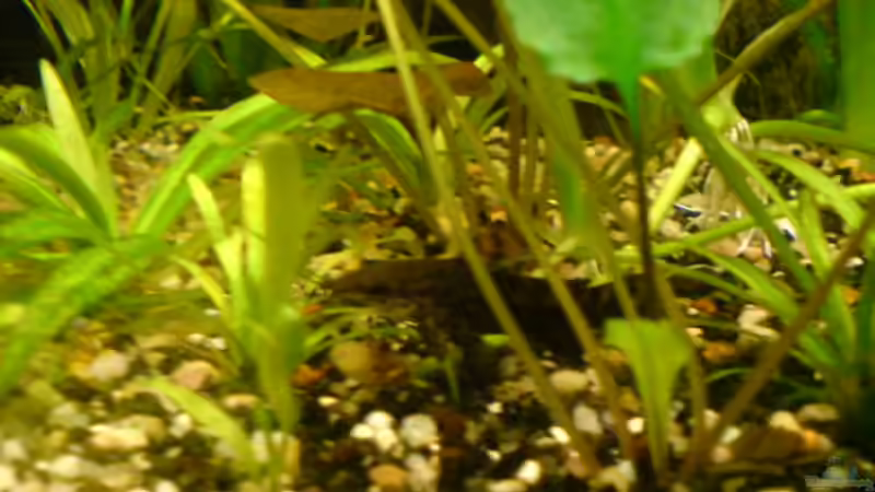 Schwielenwels von Sebastian Jänsch (15)