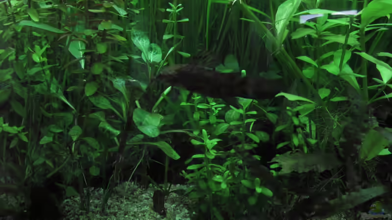 Schwielenwels von Tigerlotus (64)