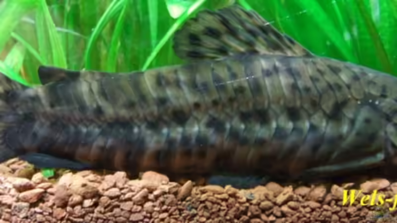 Schwielenwels von Wels-fan (51)