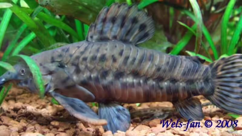 Schwielenwels von Wels-fan (57)