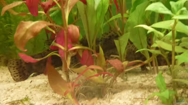 Schwielenwelse im Wasserfreundwald von Leon St (20)