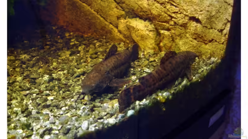 Schwielenwelse von Tobias Meyer (5)