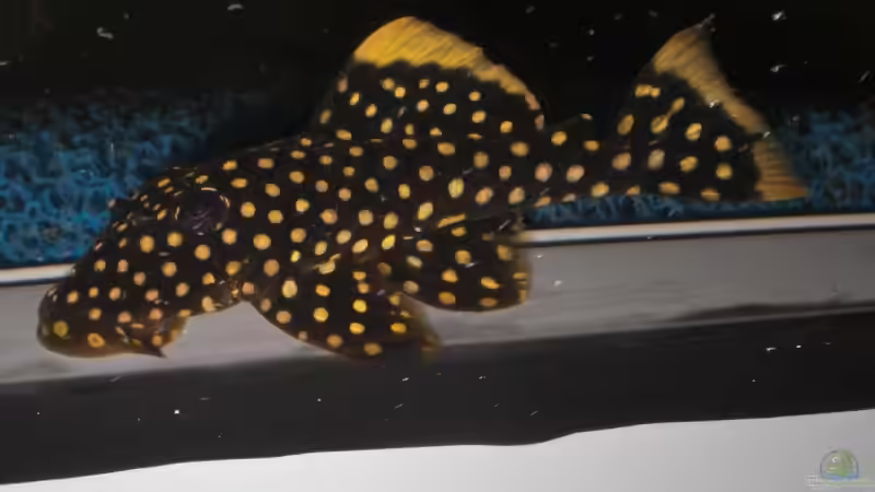 Schwierig die Fische zu knipsen von Sascha Becker (5)