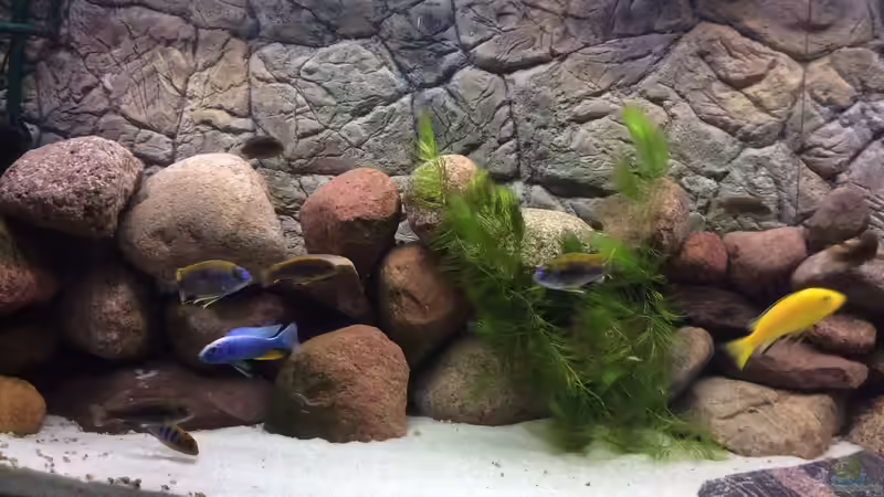 Schwierig die Kleinen zum Stillhalten zu bringen von delphin (11)