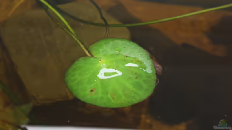 Schwimmblatt Wasserbanane von Falk (11)