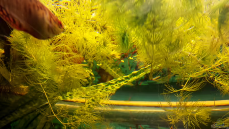 Schwimmende Cabomba von mamo2000 (12)