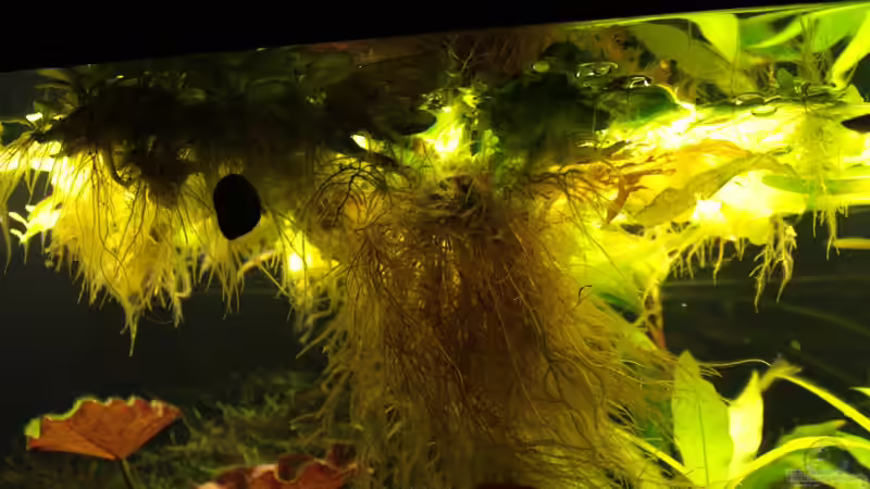 Schwimmender Hornfarn von balzman (7)