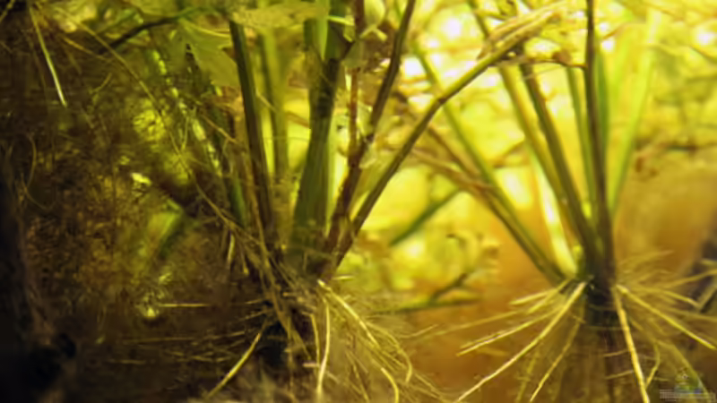 Ceratopteris pteridoides im Aquarium (Einrichtungsbeispiele mit Schwimmender Hornfarn)